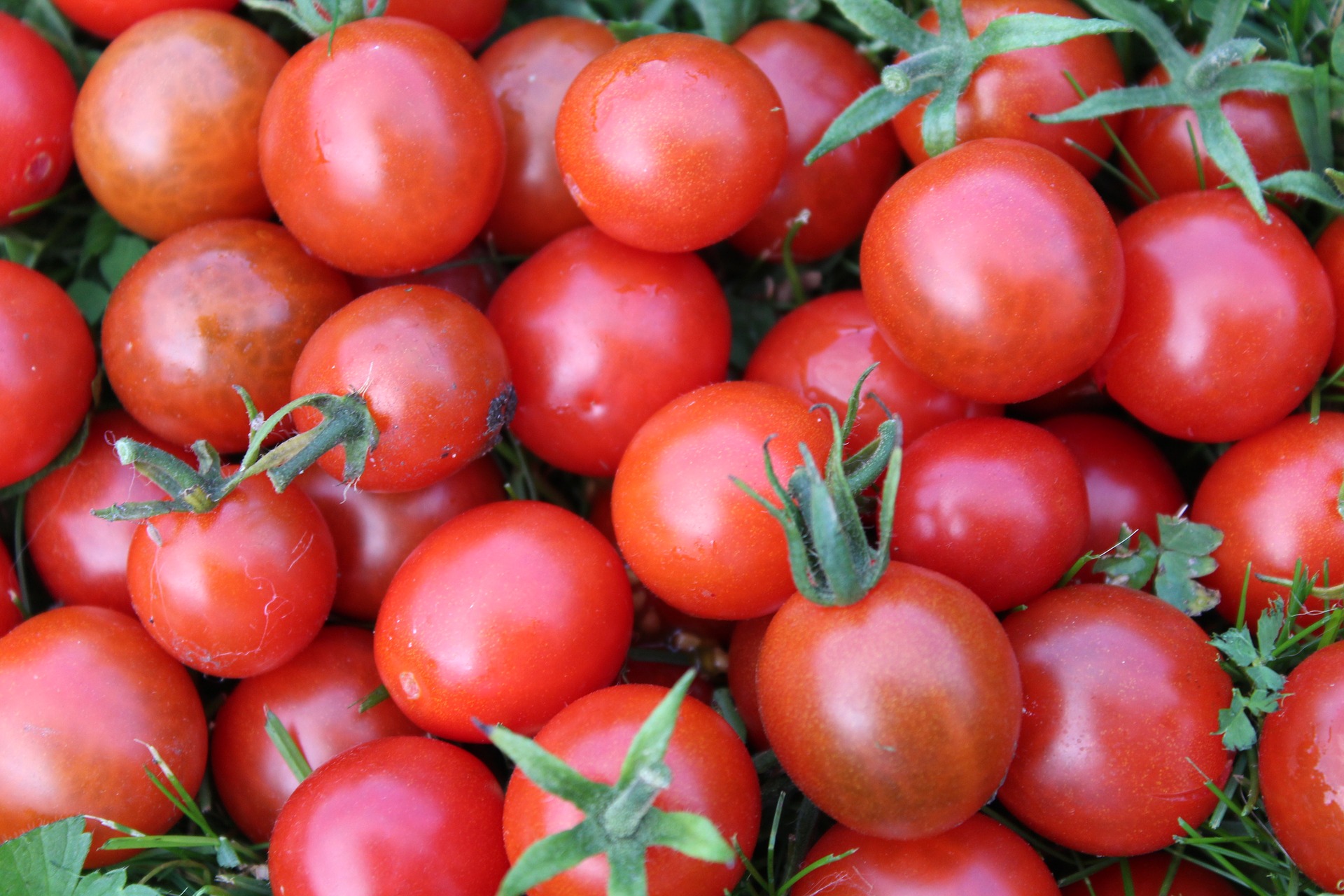 Tomate cerise au kg