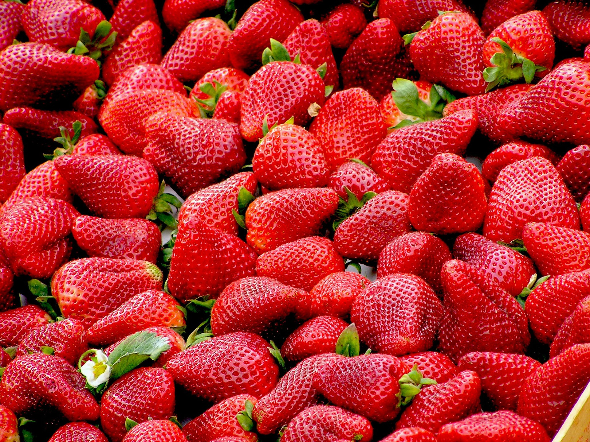 Fraise au kg