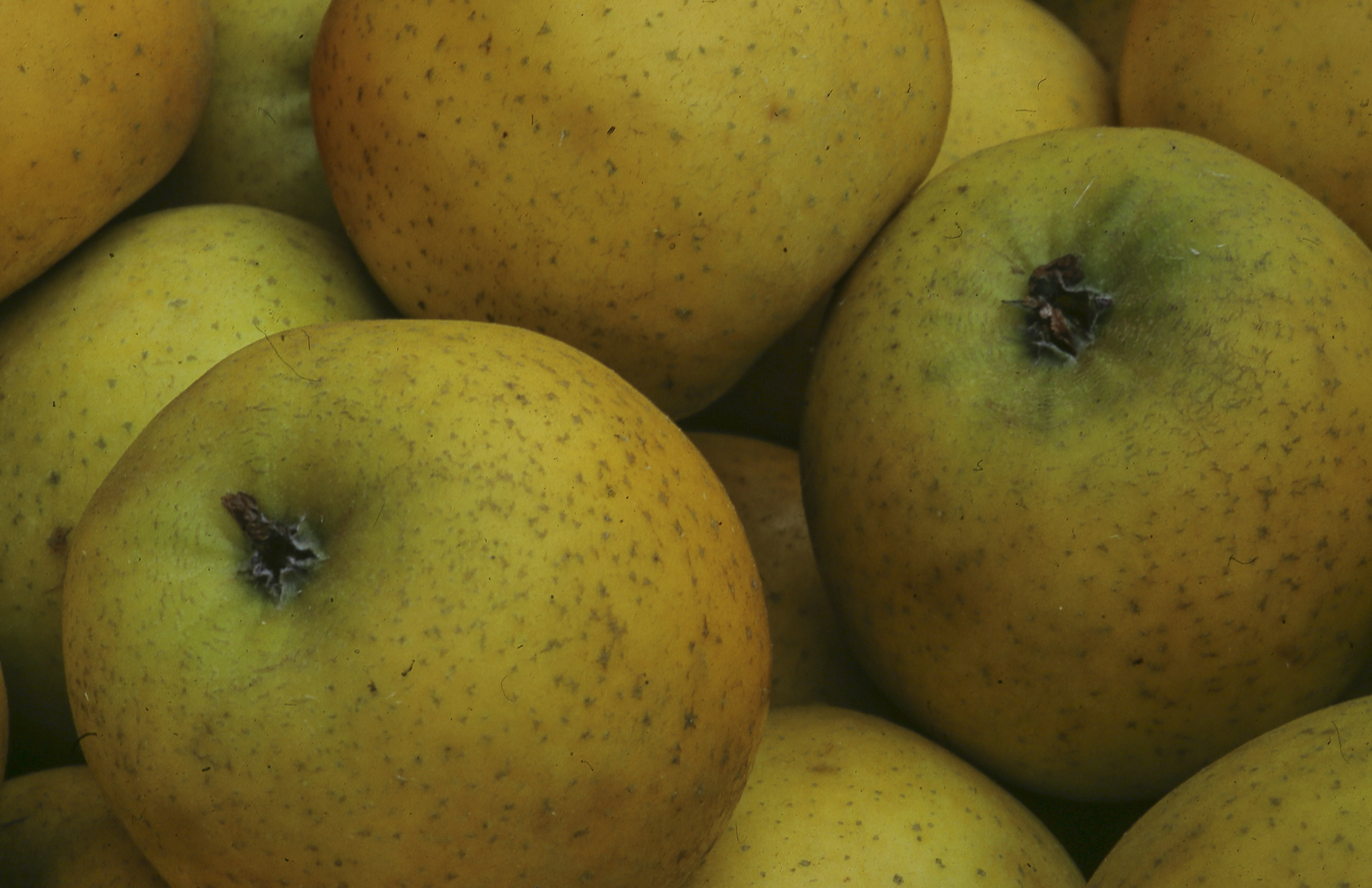 Pomme en conversion vers l'AB au kg