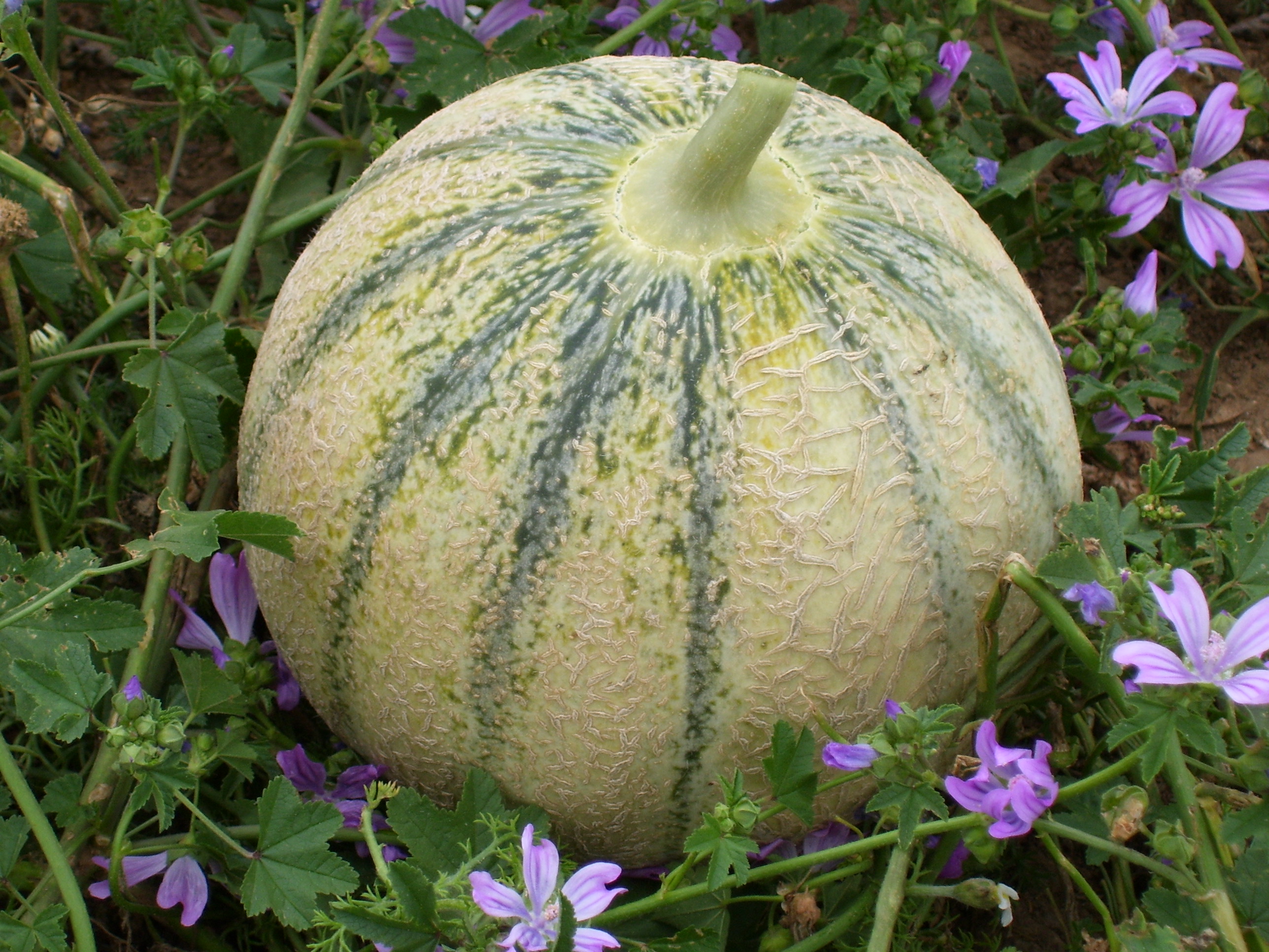 MELON BIO