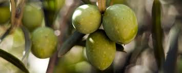 Amellau-olives