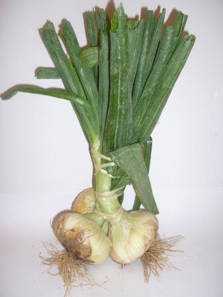 Cèbe de Lézignan