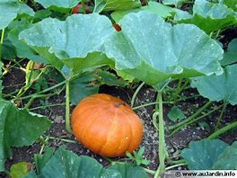 POTIMARRON
