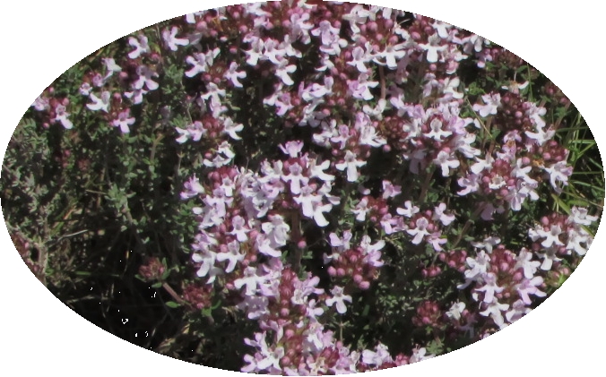 Thym sauvage des Corbieres-Mediterranee - sommite florale sechee