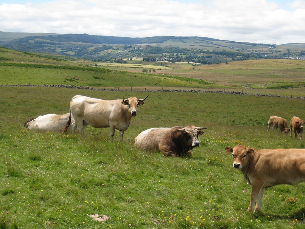 Boeuf Race a Viande / Veaux Blanc / Agneaux Laiton