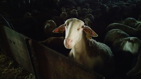 Yaourt fermier nature au lait entier de brebis