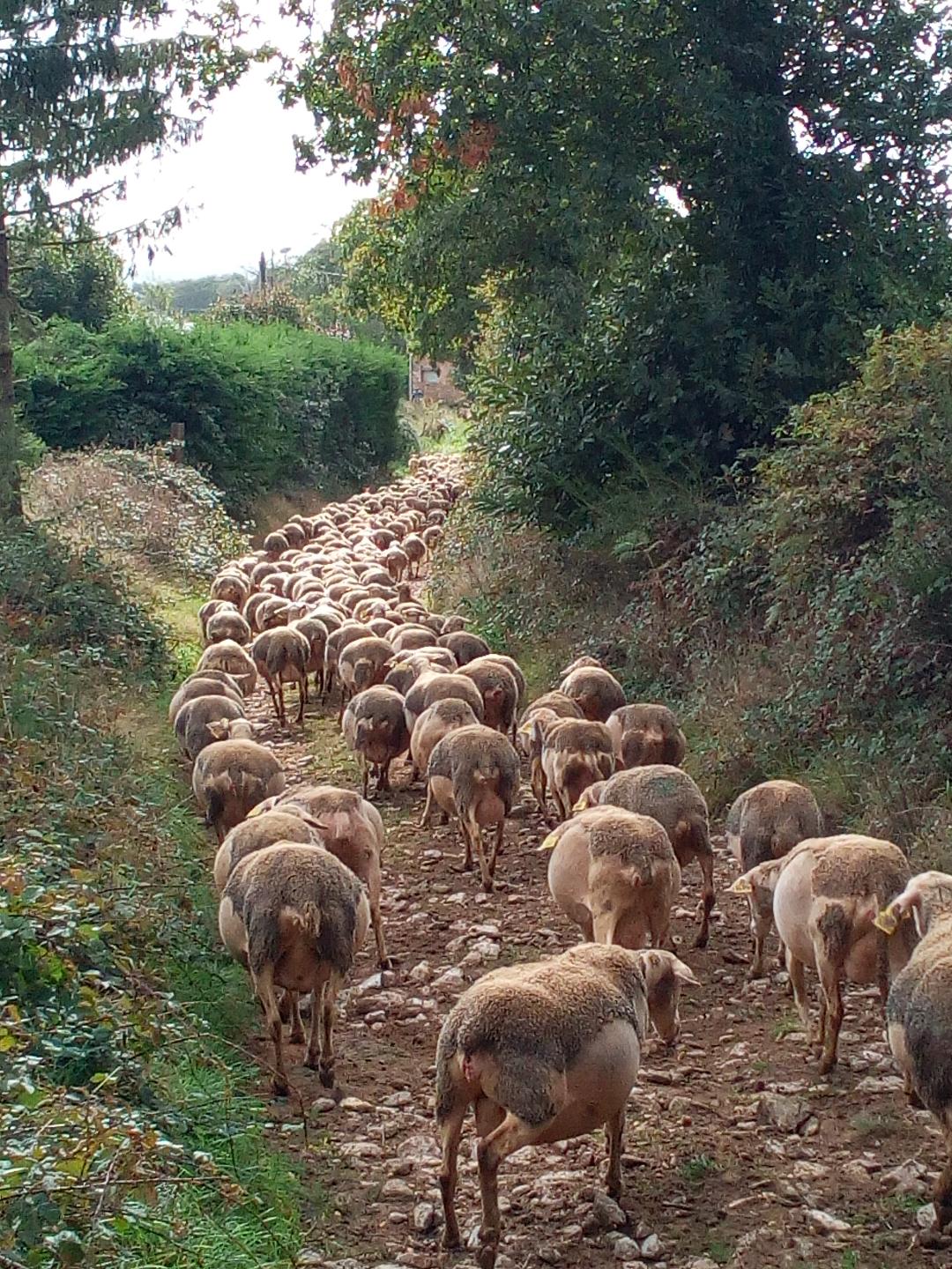 Pérail