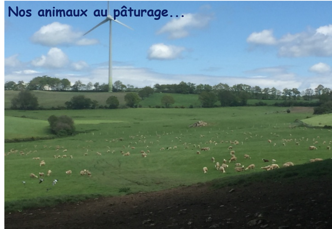 Tome de la sarrette