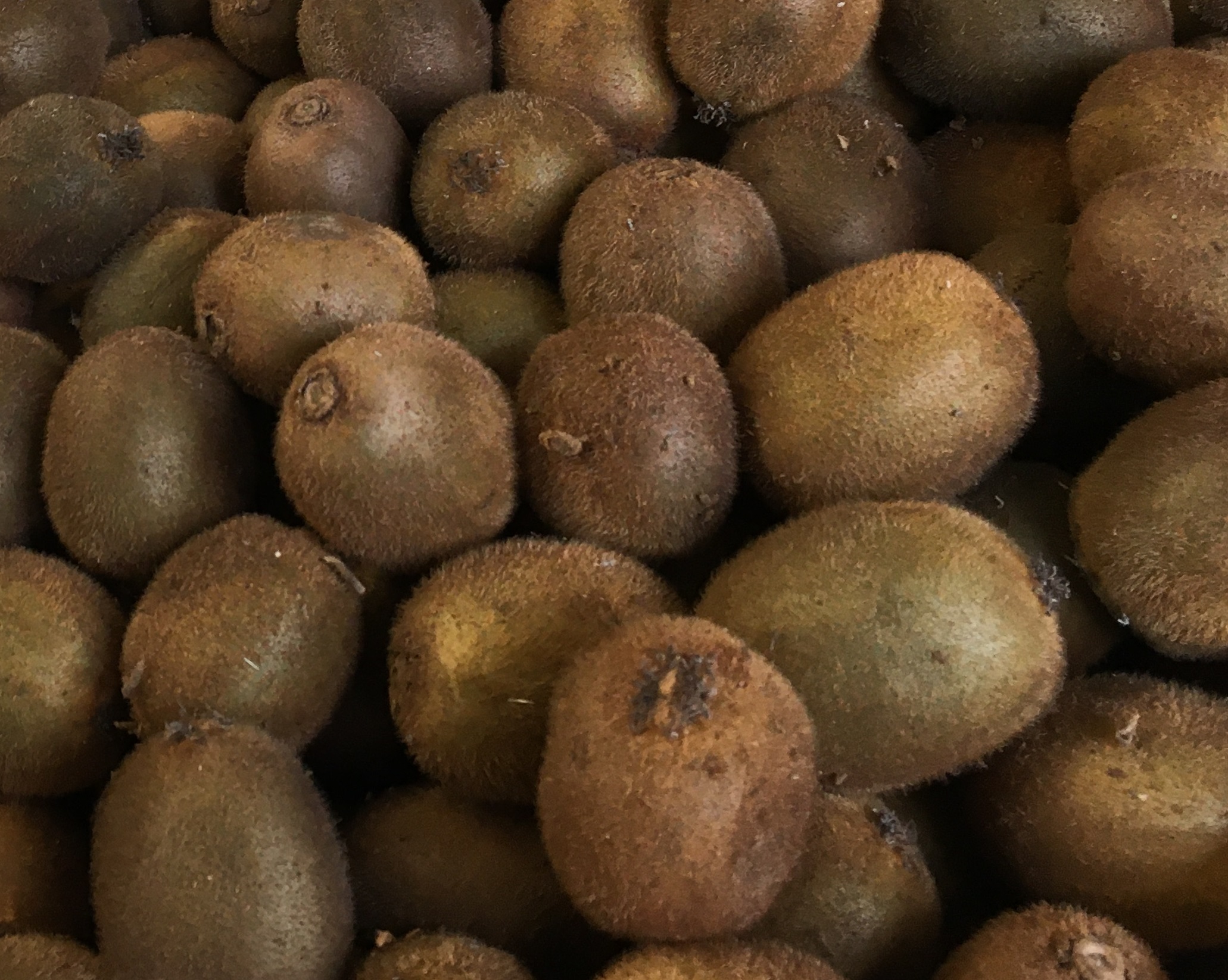 Kiwi Bio