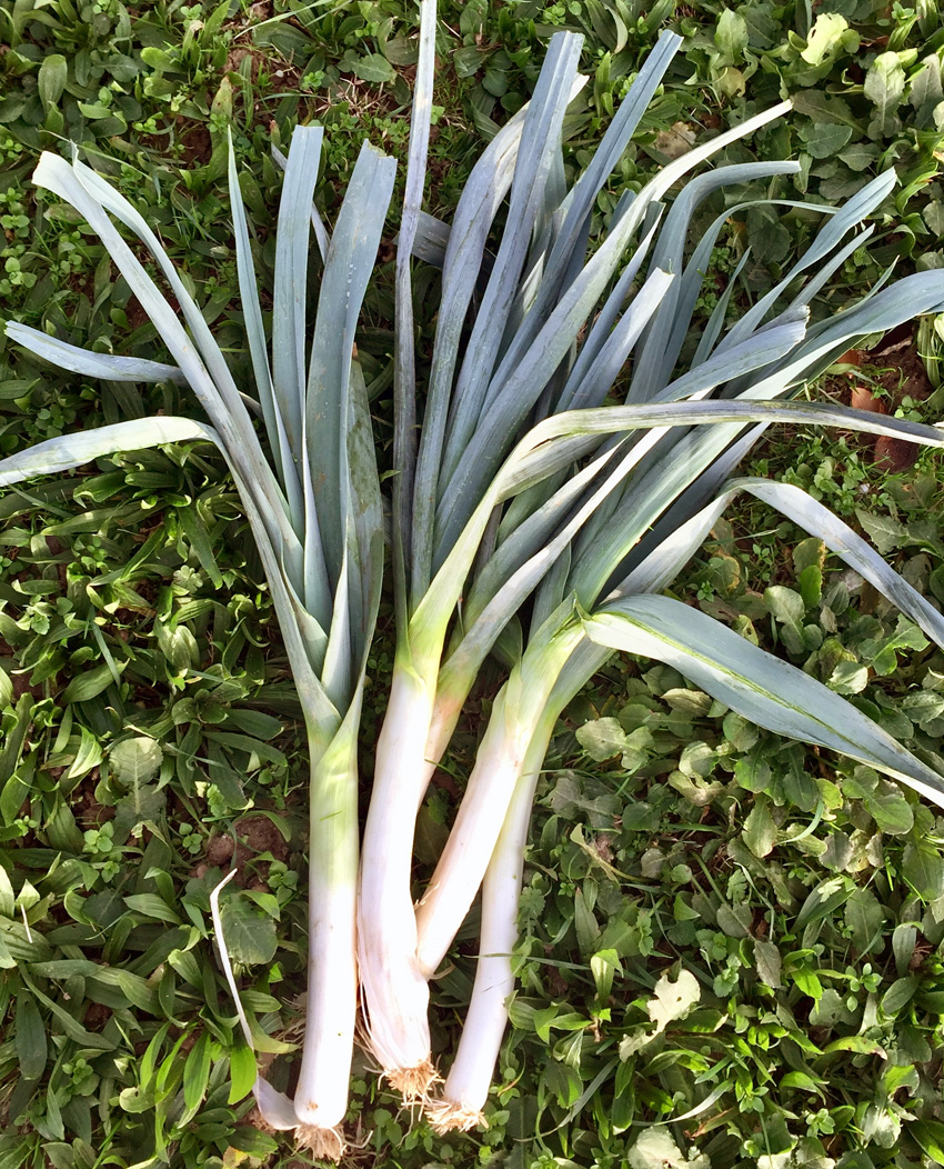 Poireau Bio