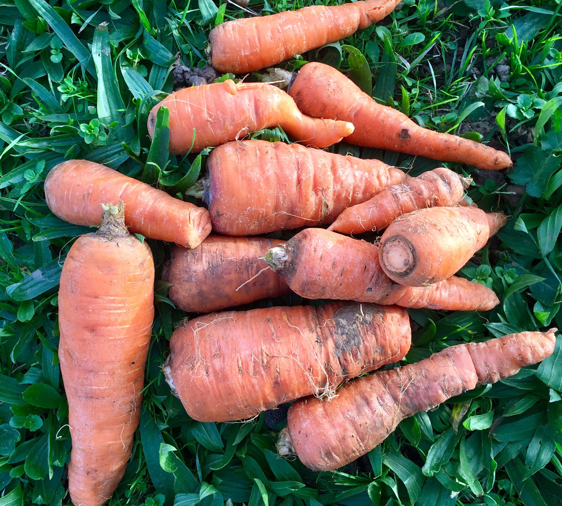 Carottes Bio - Aveyron