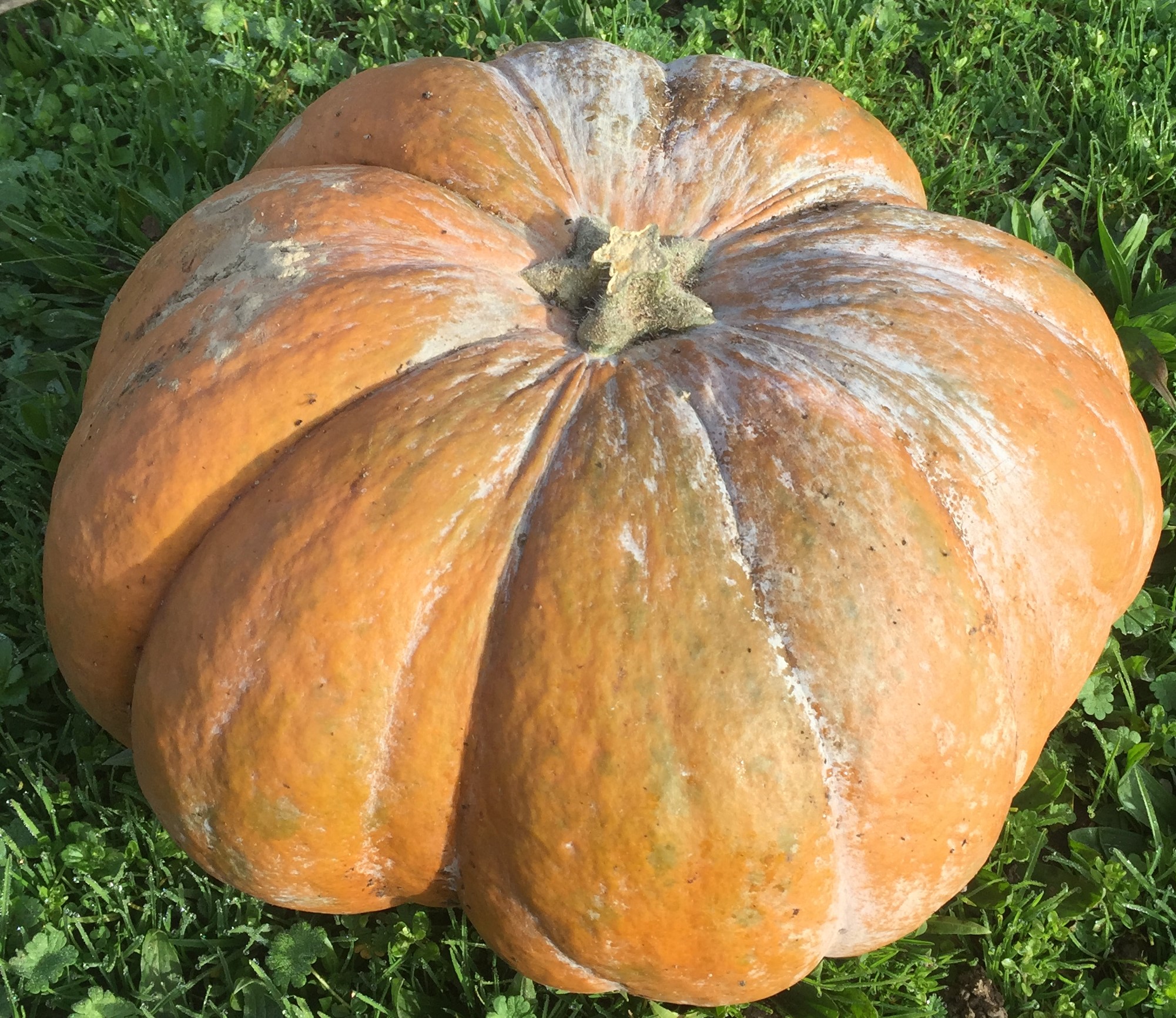 Courge Bio Musquee de Provence