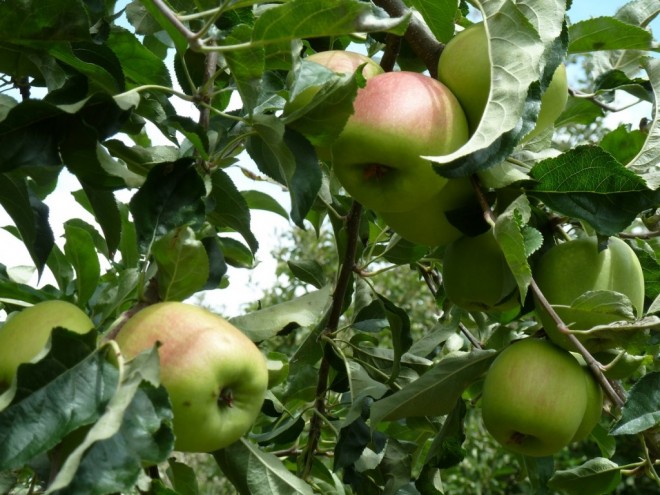 Pommes