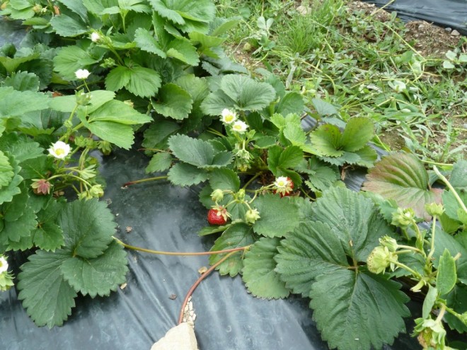 Fraises