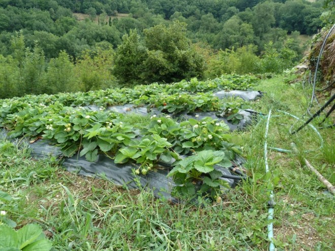 Fraises