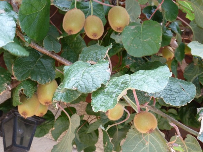 Kiwis