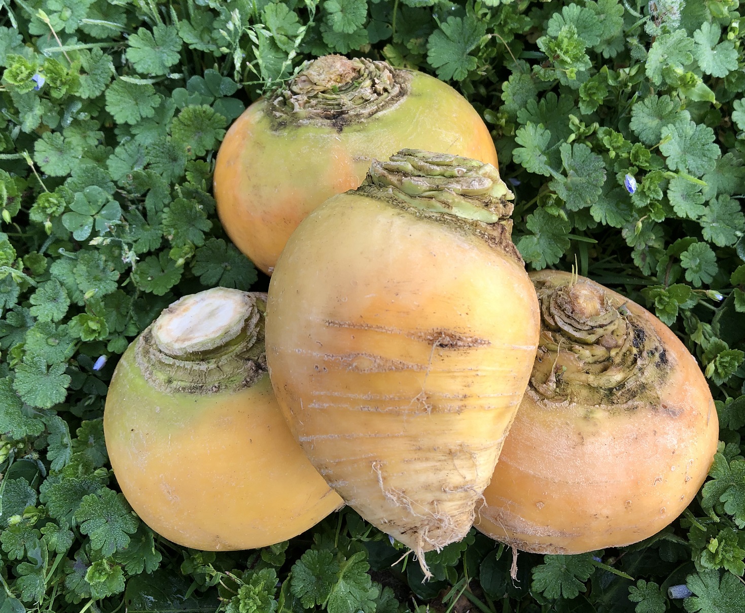 Navet bio au kg - Boule d'Or