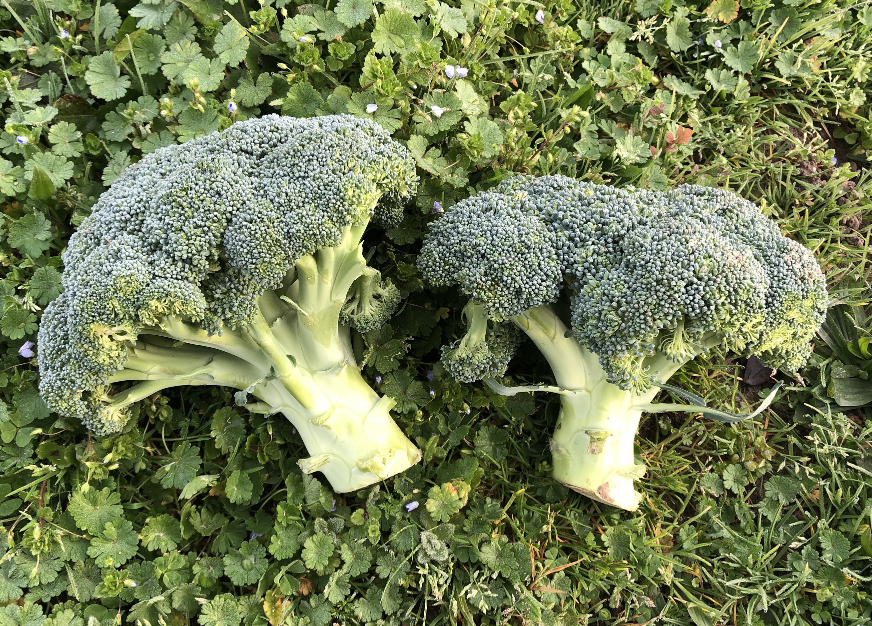 Brocolis bio - au kg