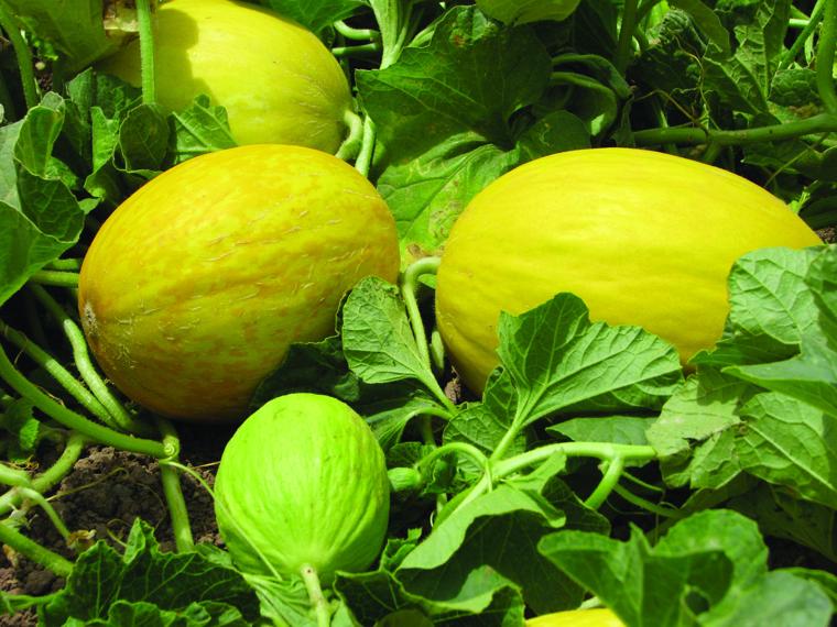 Melon Canari