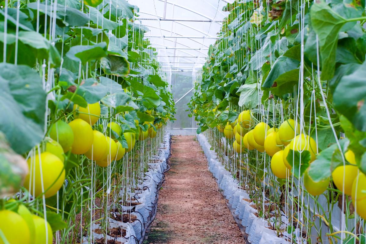 Melon Canari