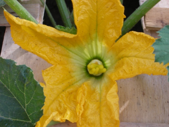 Courgette