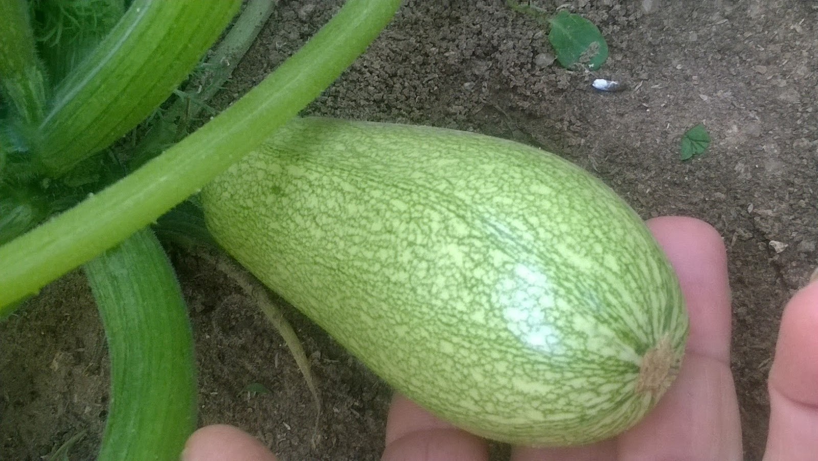 Courgette