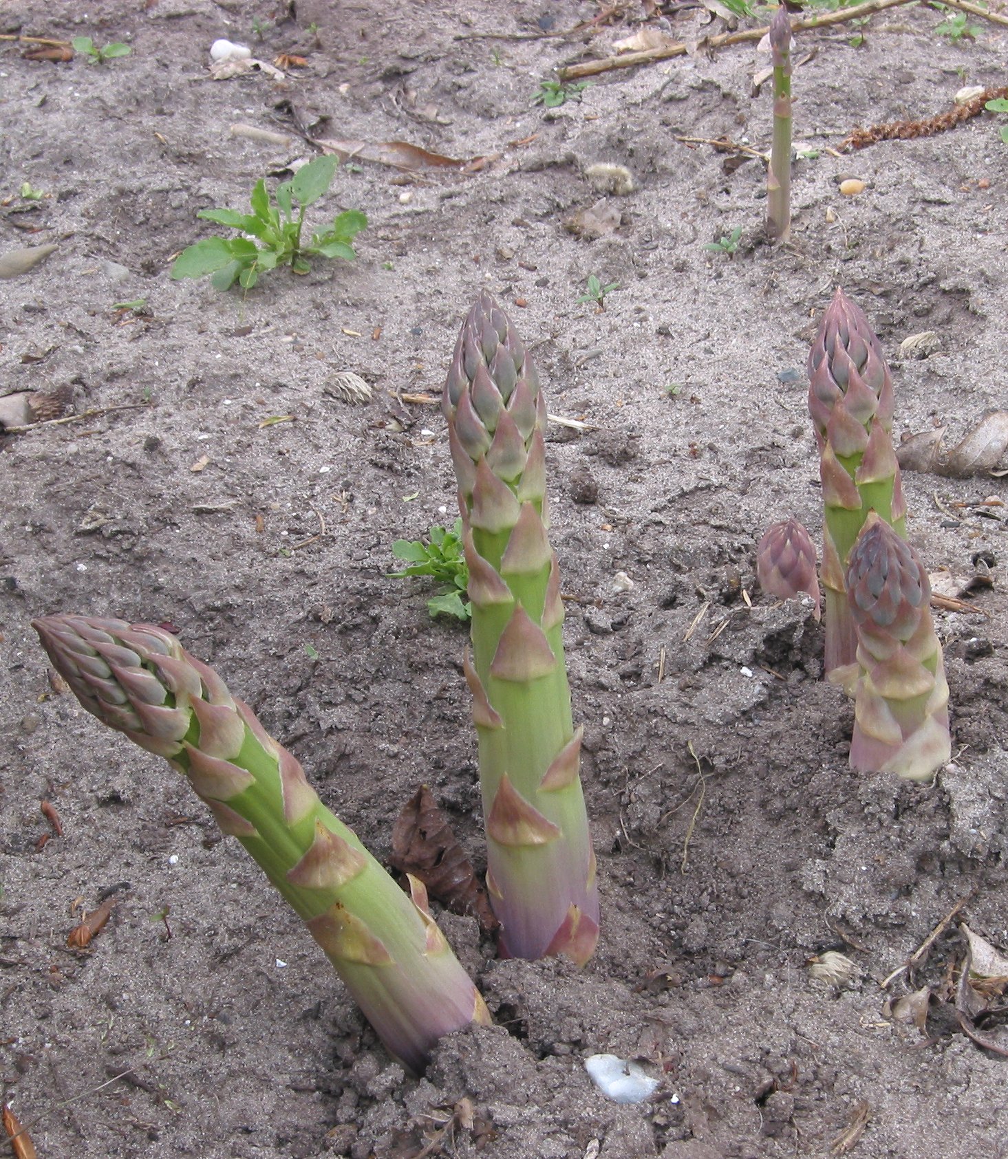 Asperge