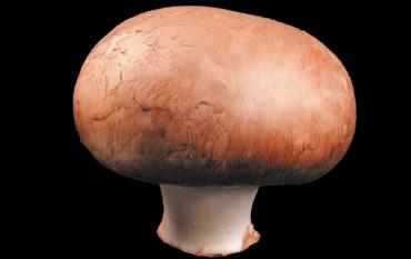 champignon de paris brun