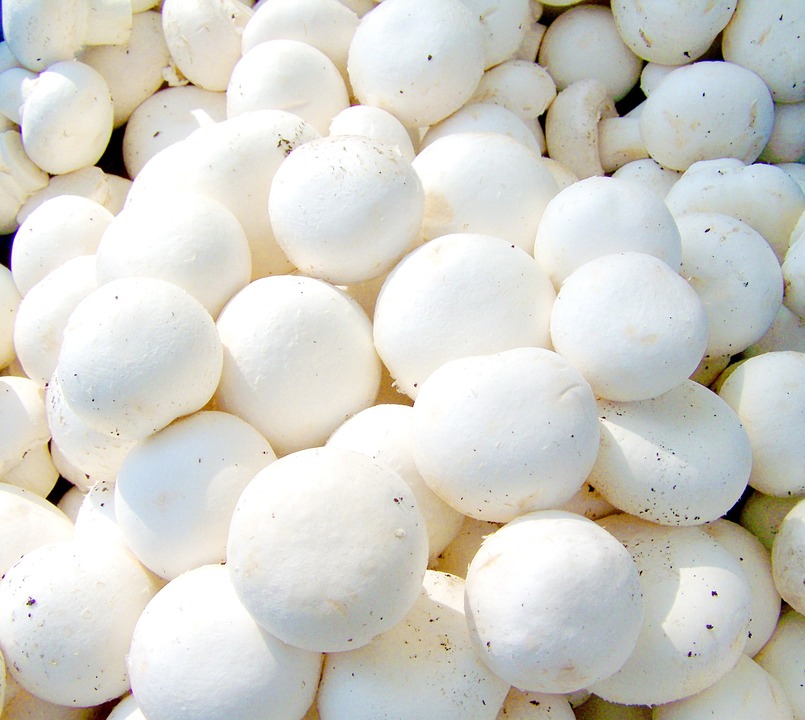 champignon de paris