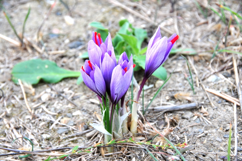 Safran en pistil