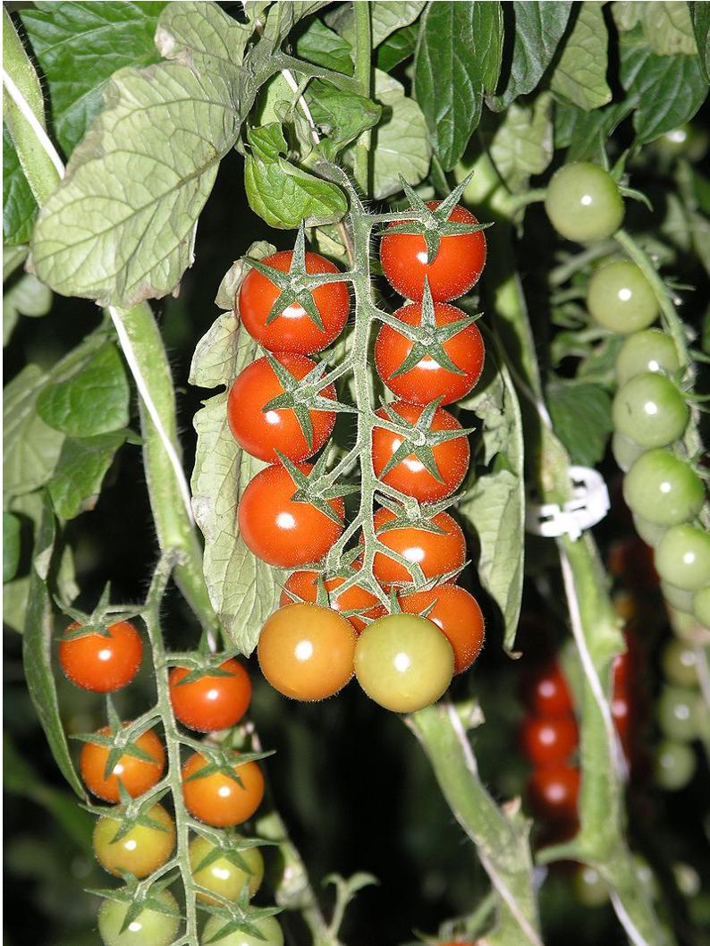 tomate