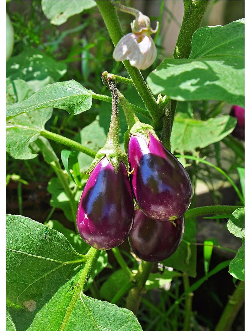 Aubergine Bio