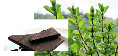 Glace Menthe chocolat