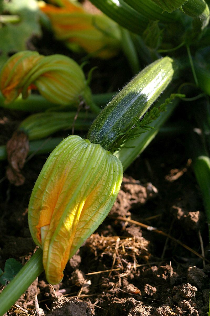 courgette bio au kilo