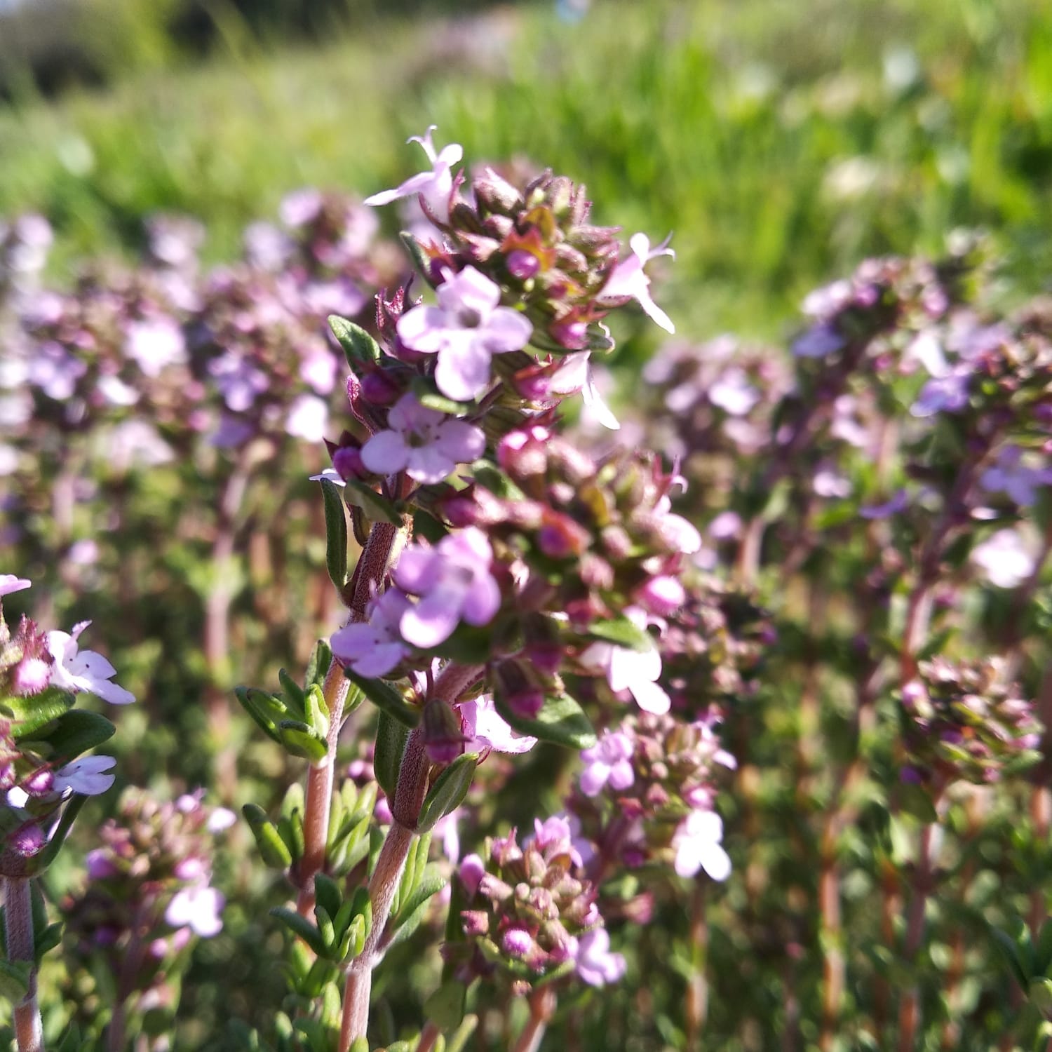 Thym linalol de l'Herbier de Pouzes
