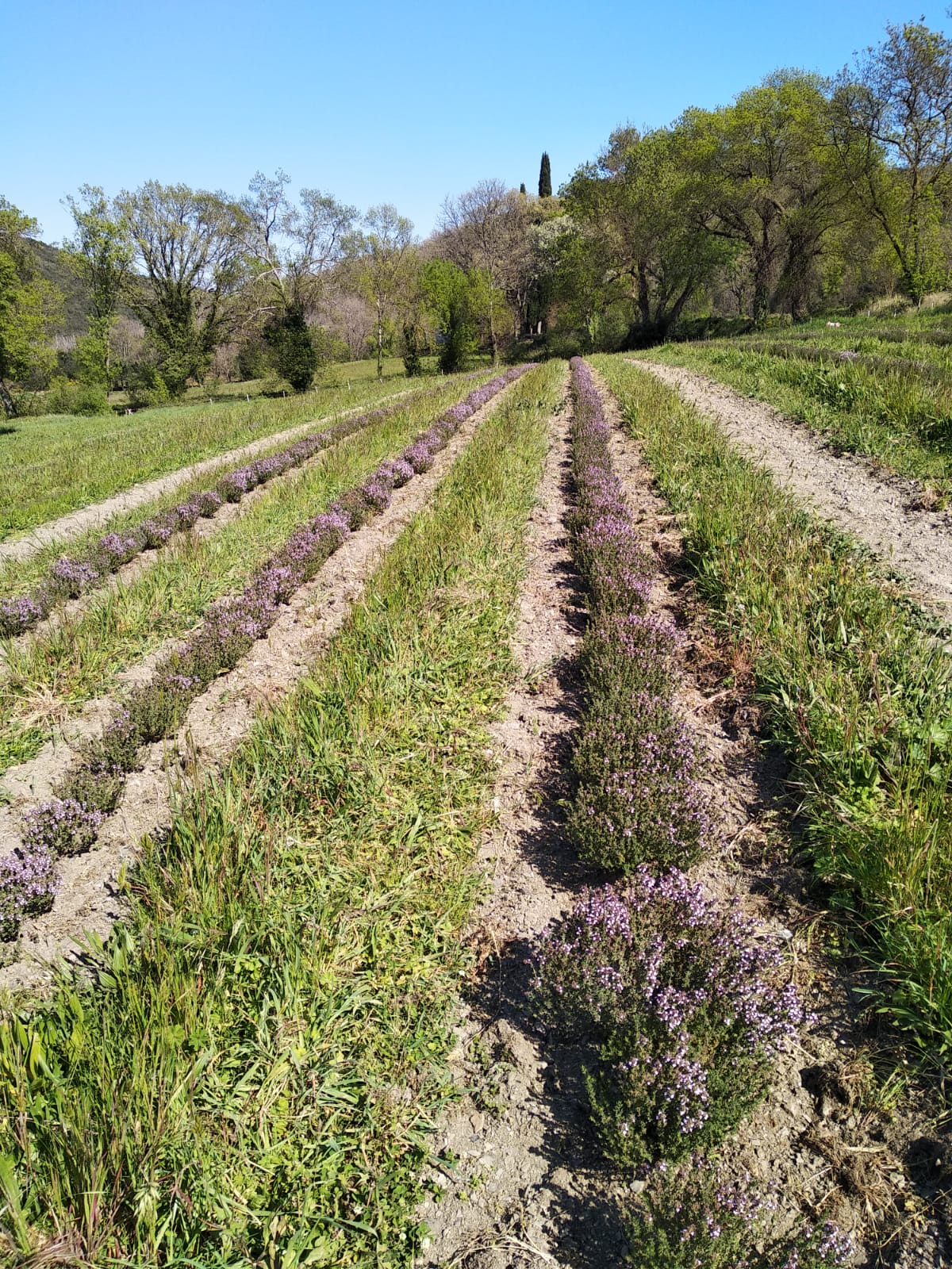 Thym linalol de l'Herbier de Pouzes