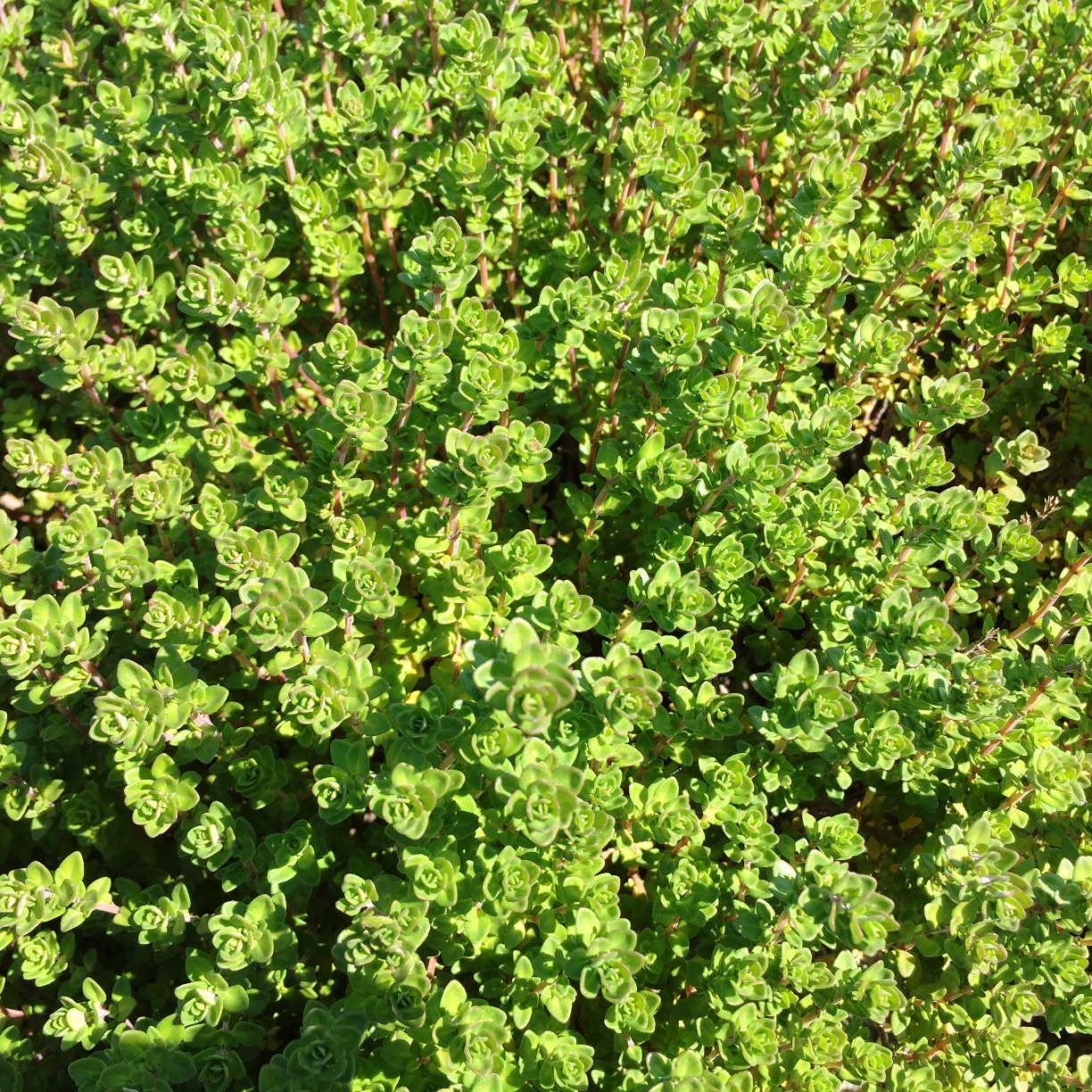 Thym citron de l'Herbier de Pouzes