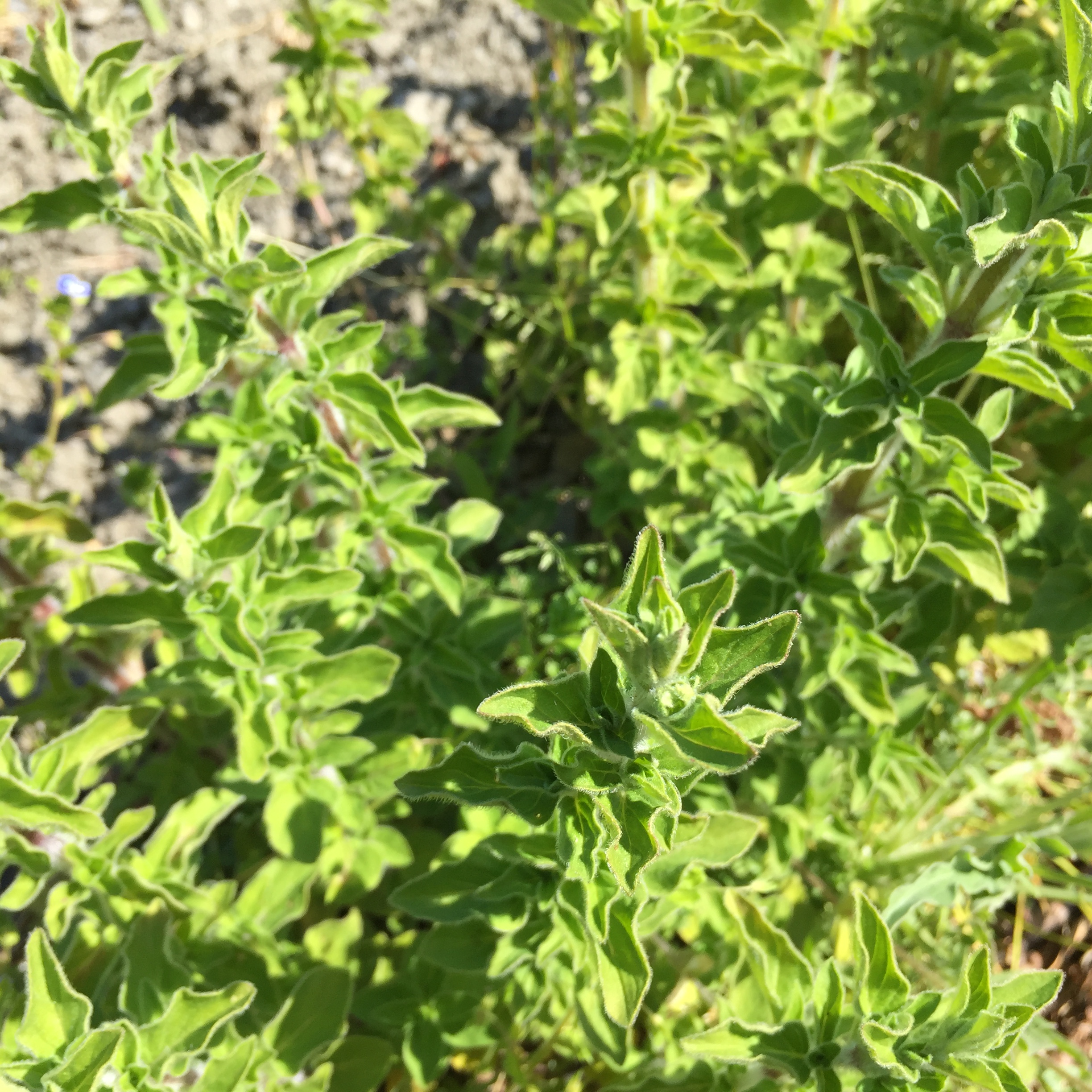 Origan vert de l'Herbier de Pouzes