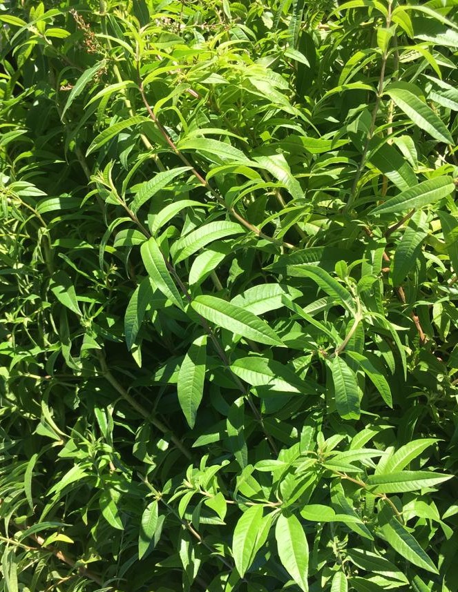Verveine de l'Herbier de Pouzes