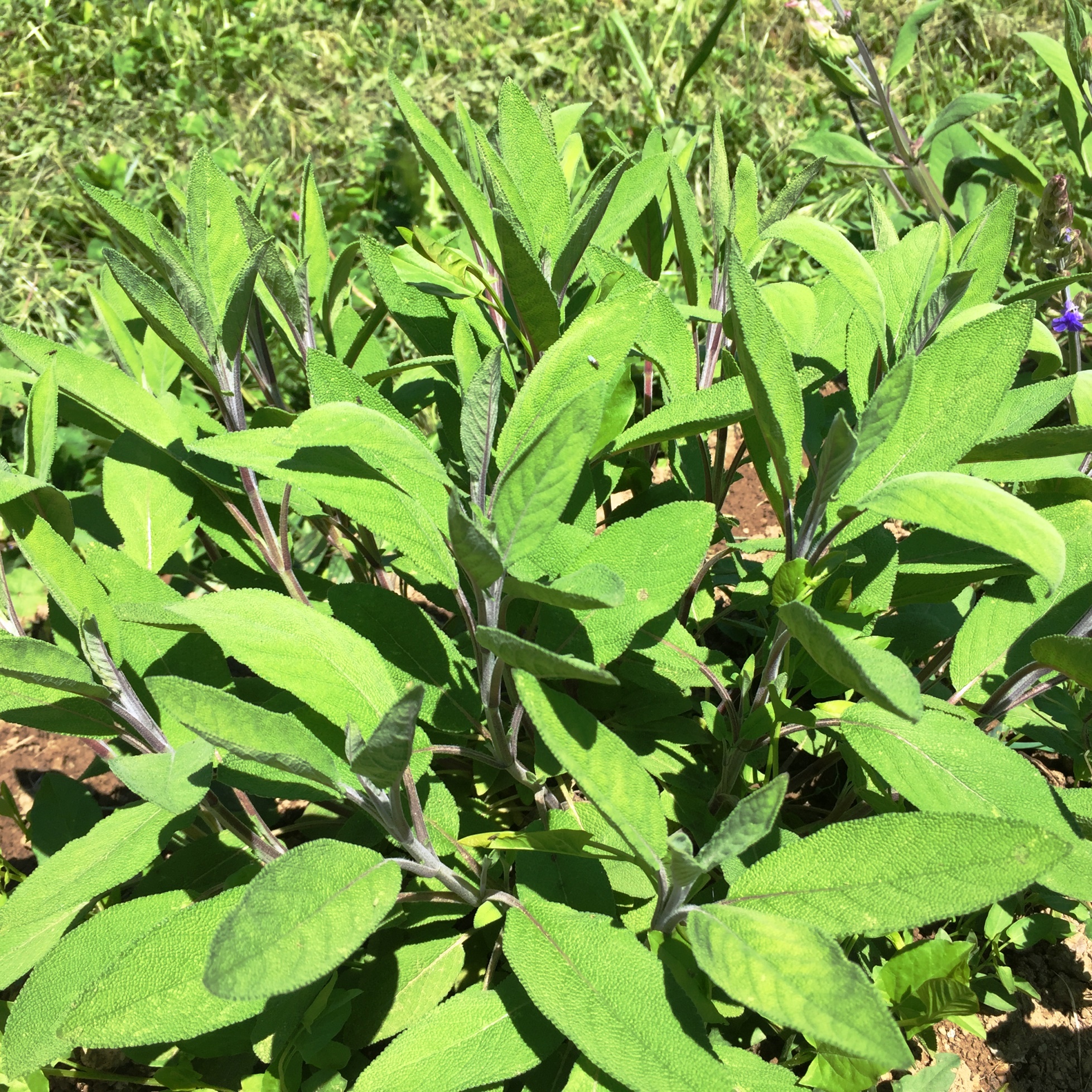 Sauge de l'Herbier de Pouzes