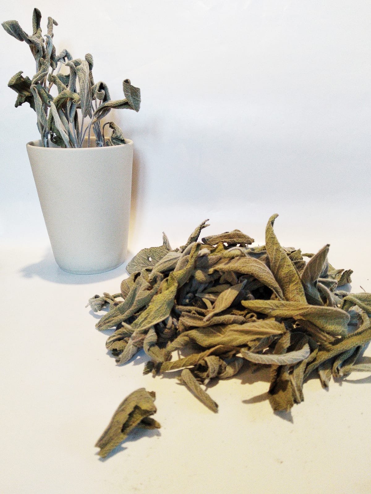 Sauge de l'Herbier de Pouzes