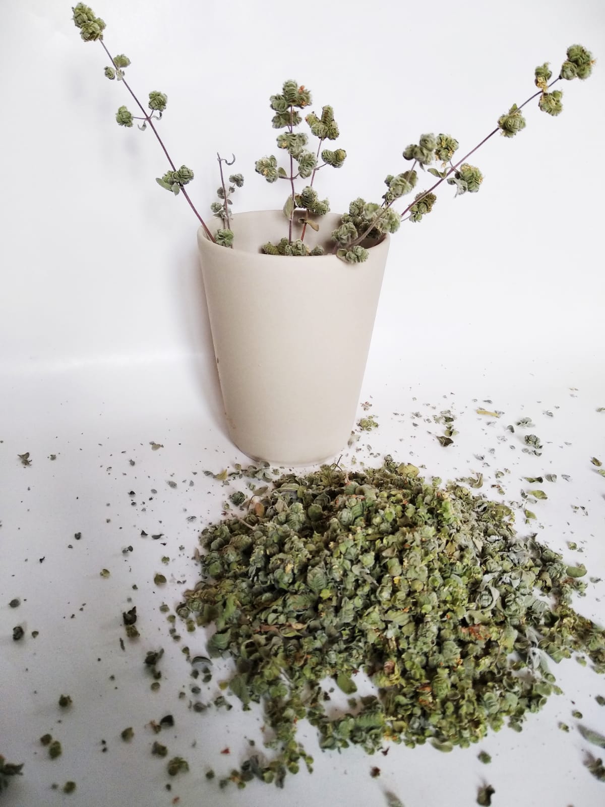 Marjolaine de l'herbier de Pouzes