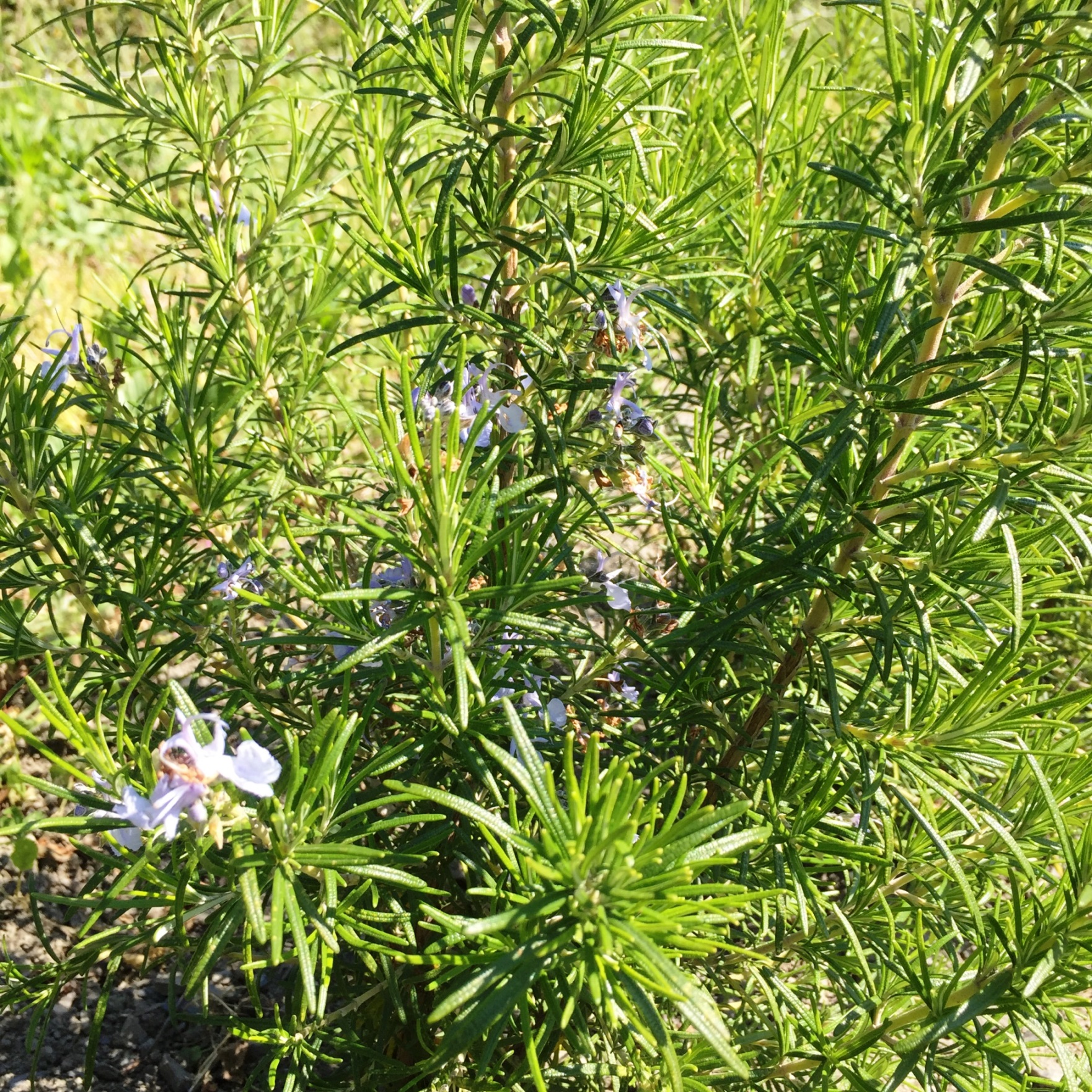 Romarin de l'herbier de Pouzes