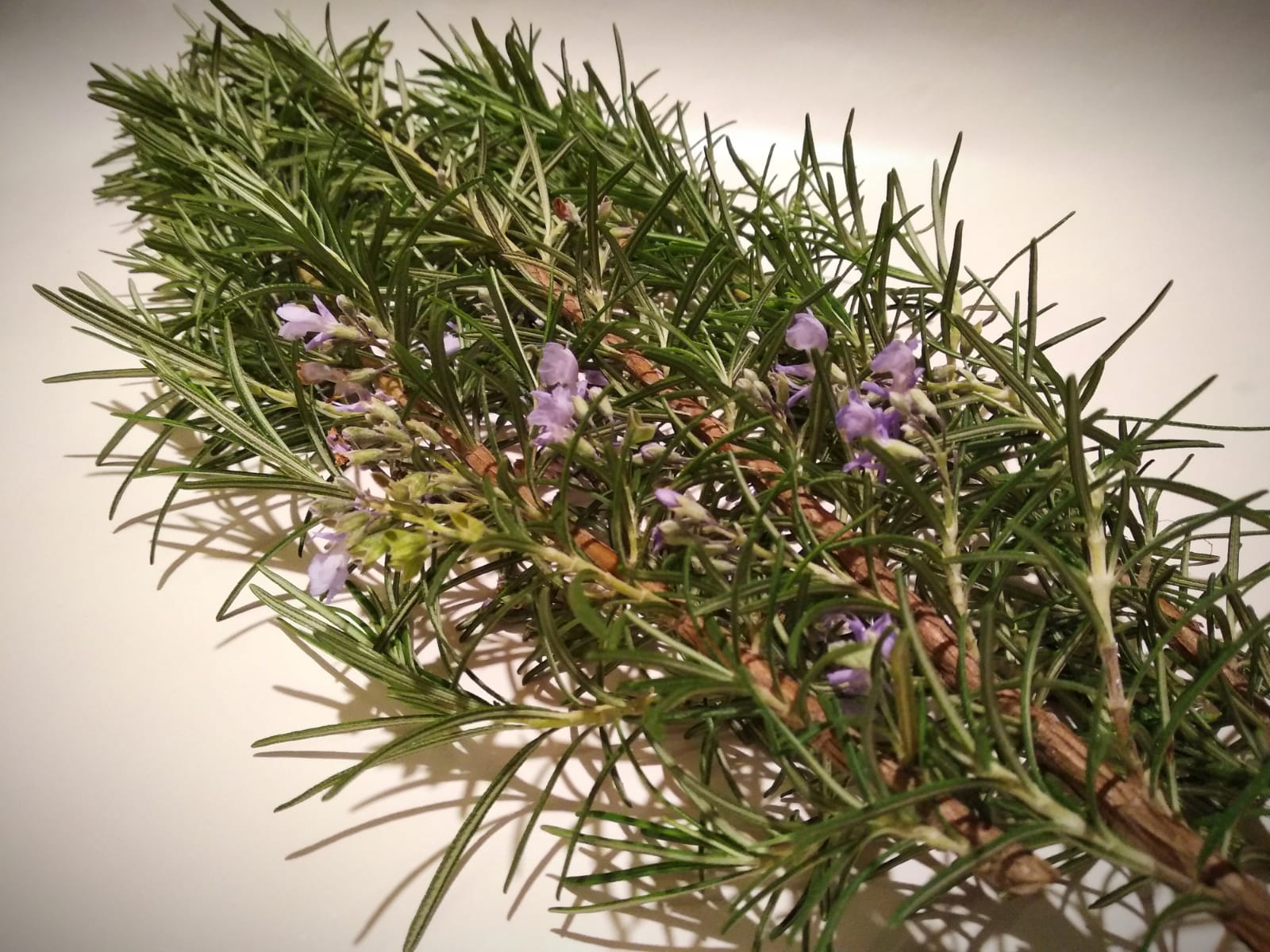 Romarin de l'herbier de Pouzes