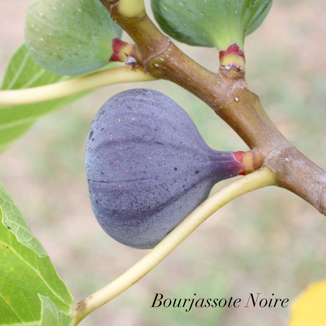 Figue du Roussillon BIO