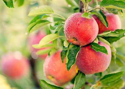 Pomme du Roussillon