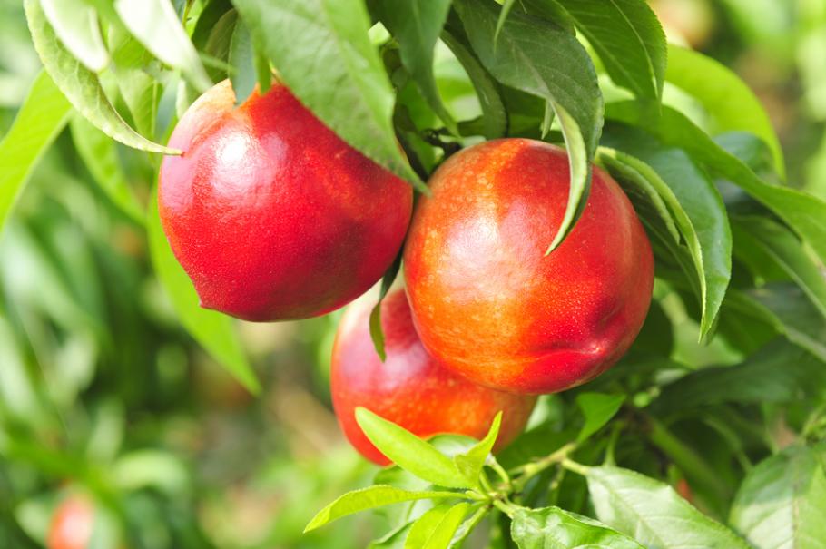 Nectarine du Roussillon