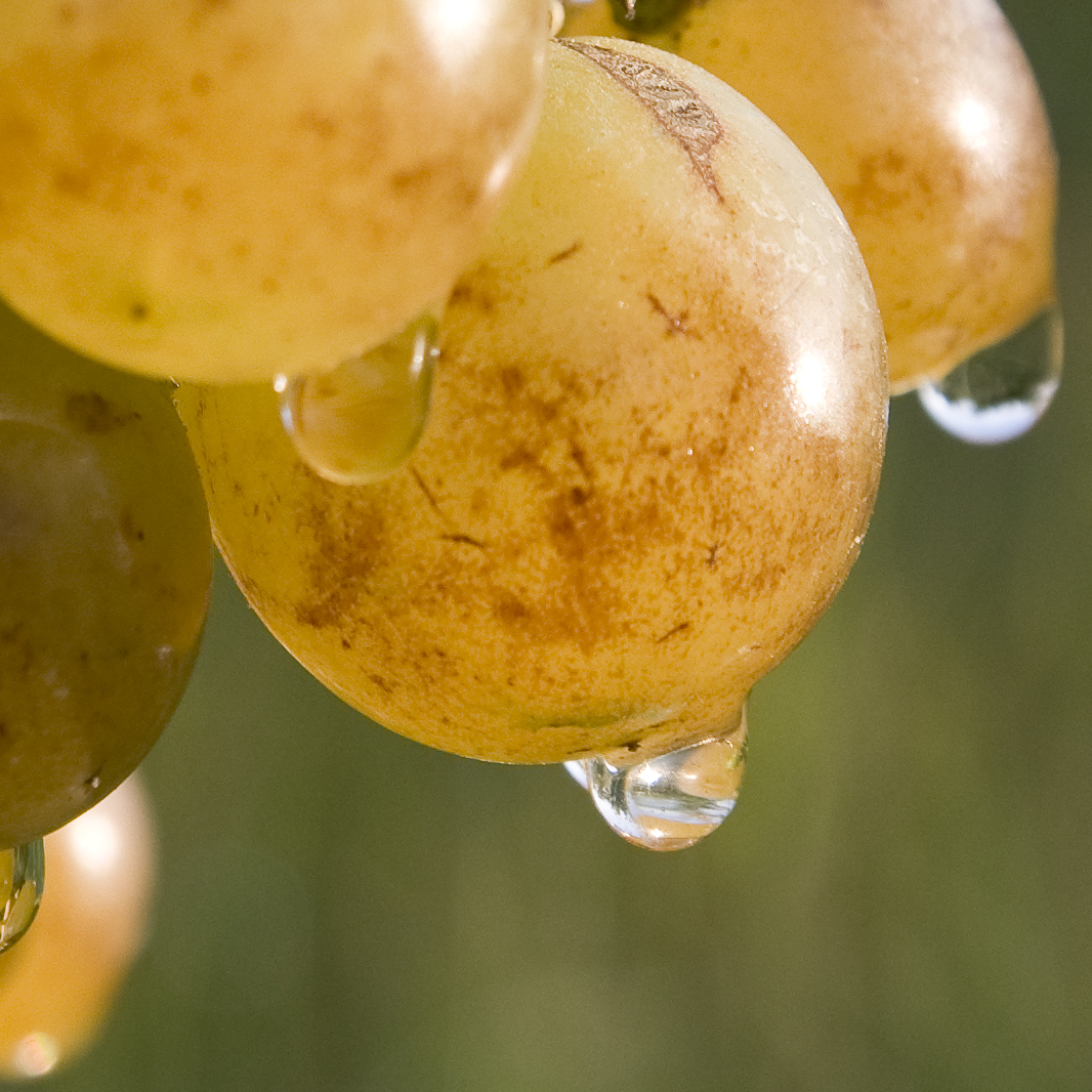 Raisin Muscat d'Alexandrie