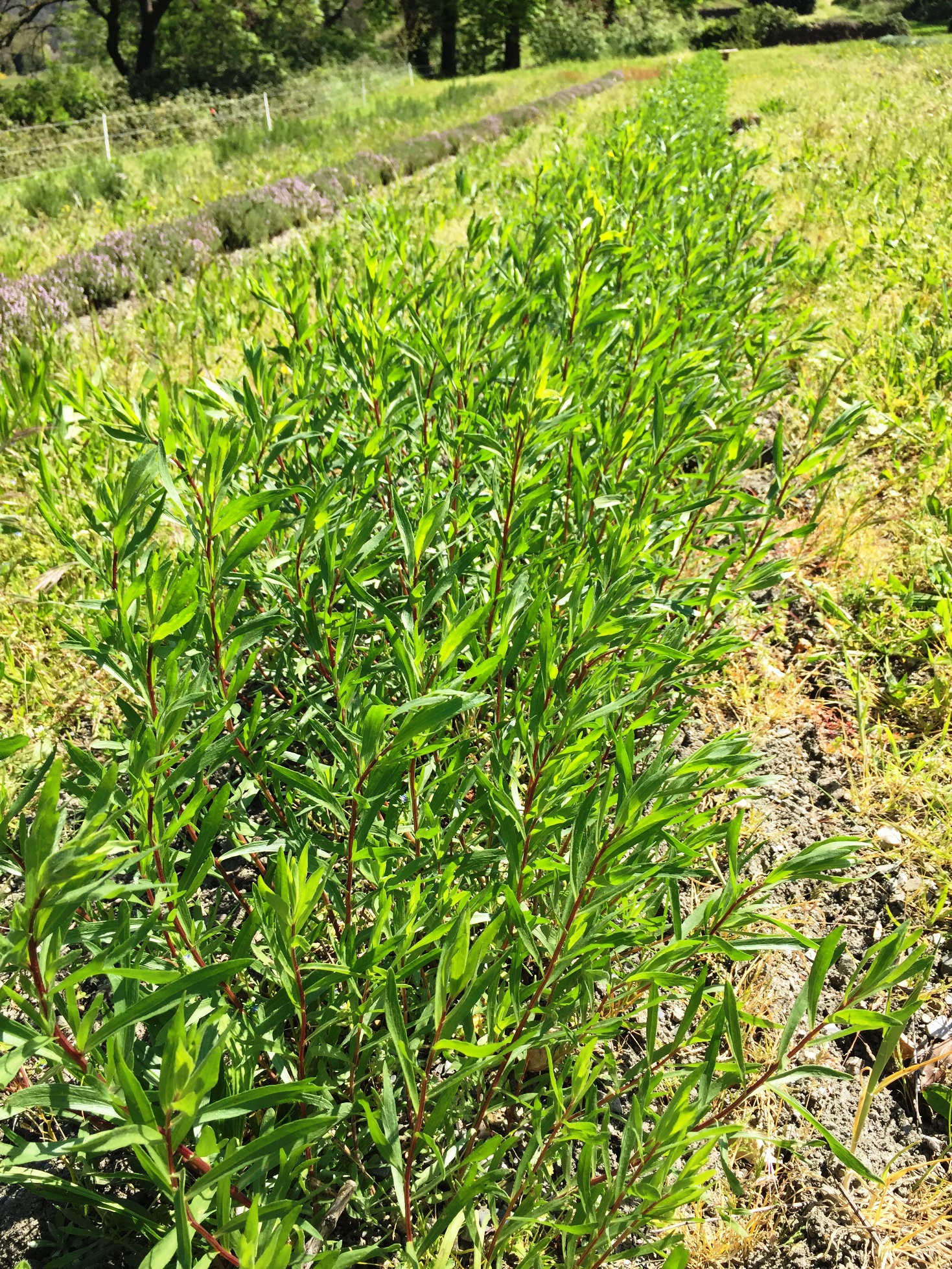 Estragon de l'Herbier de Pouzes