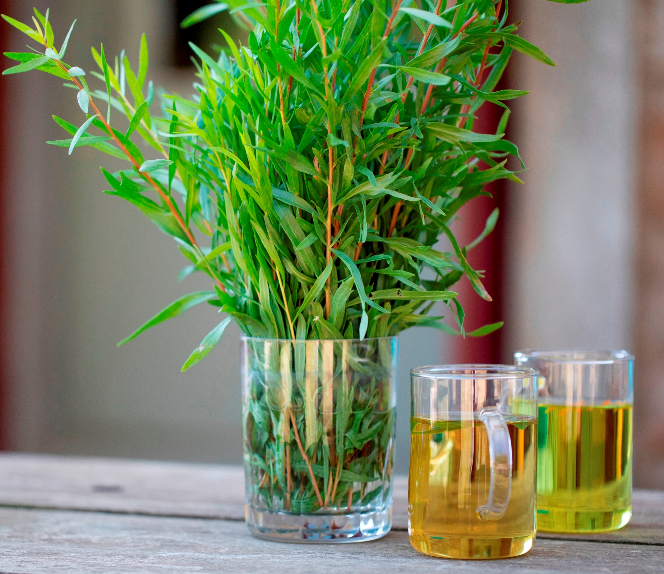 Estragon de l'Herbier de Pouzes